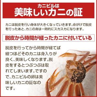 訳あり 遊佐沖 春の生・本ズワイガニ 2匹 計800g程度（1～2本足折れ）