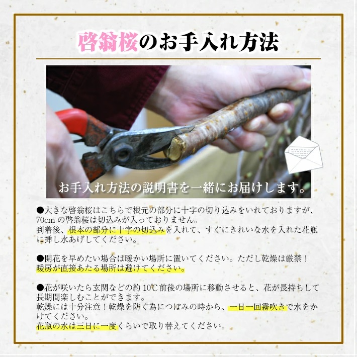 啓翁桜 約100cm×10本（3月中旬発送）