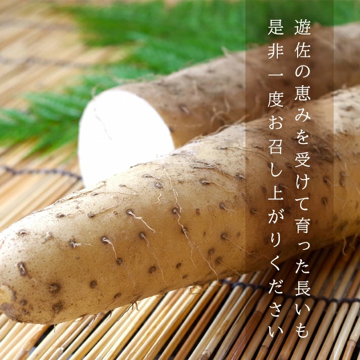 長いも 5.0kg（4～6本）山形県遊佐町産