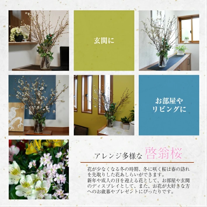 啓翁桜 約100cm×10本（3月中旬発送）