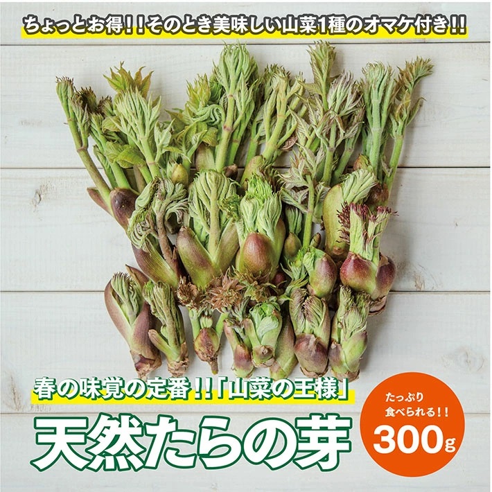 【山菜の王様】採れたて天然たらの芽約300g+オマケ1種