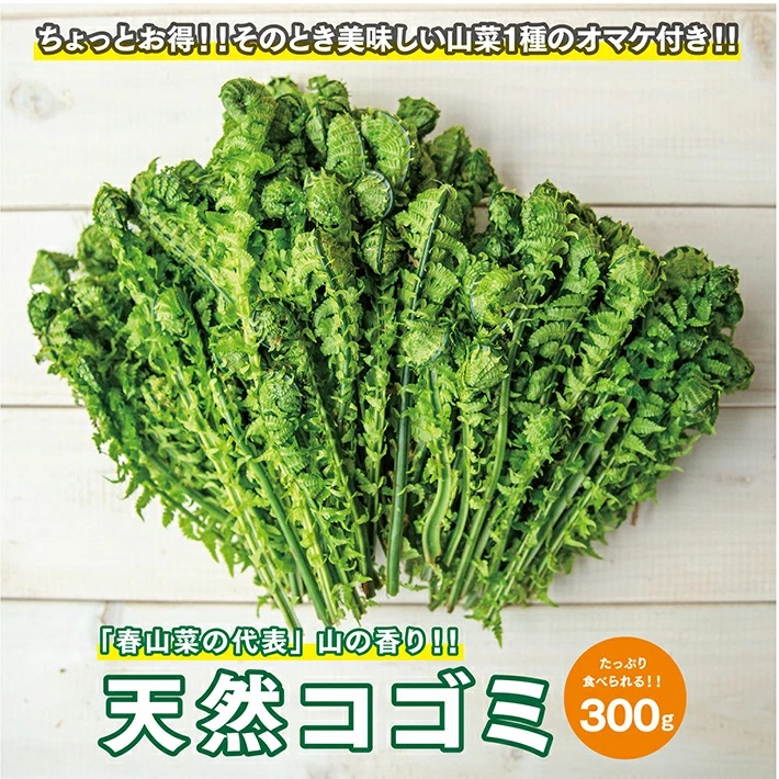 「春山菜の代表」天然こごみ約300g+オマケ1種