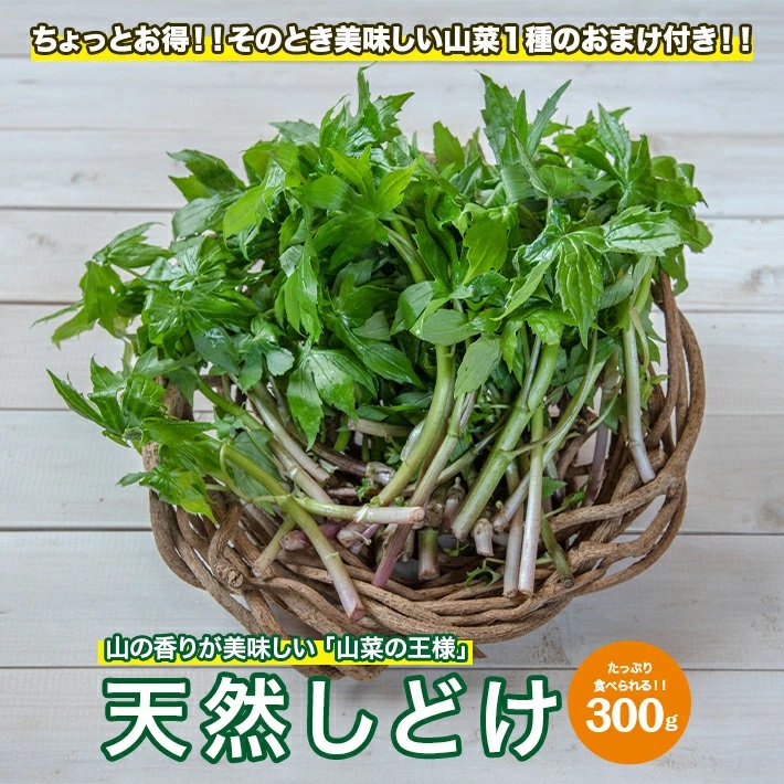 「山の香りが美味しい、山菜の王様」天然しどけ約300g+オマケ1種