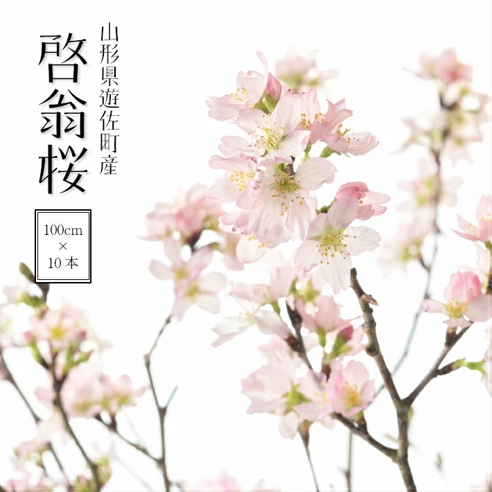 啓翁桜 約100cm×10本（12月下旬発送）
