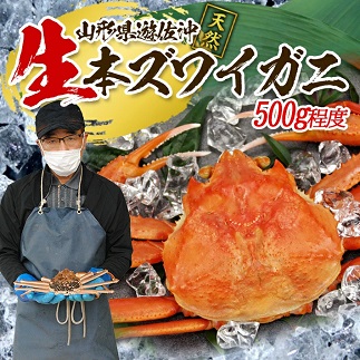 遊佐沖　生・本ズワイガニ 1匹 500g程度