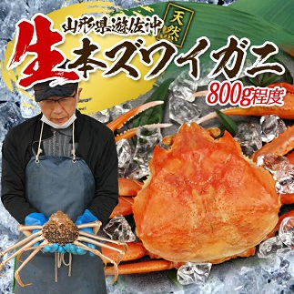遊佐沖　春の生・本ズワイガニ 1匹 800g程度