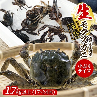 春の生・天然モクズガニ 1.7kg以上 小ぶりサイズ17〜24匹