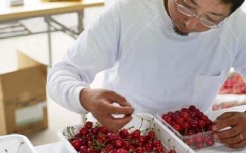 No.1187 朝採りさくらんぼ　「秀・佐藤錦」約500g並べ詰めLサイズ【2025年発送】