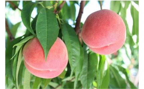 No.1202福島の桃　「川中島白桃」約3kg【2026年発送】