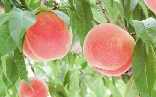 No.0122 のむもも