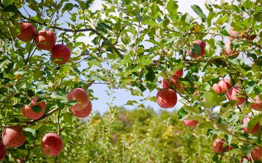 No.1471 りんご「サンふじ」約3kg【2025年度発送】