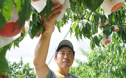 No.1518福島のもも「さくら白桃」約3kg【2026年発送 先行予約】