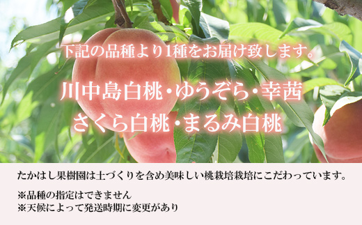 No.1817たかはし果樹園の桃　9月収穫約2kg【2026年発送　先行予約】