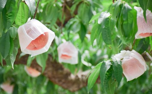 No.1819もも「川中島白桃」約3kg【2026年発送】