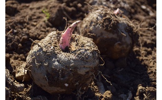 No.1885ことぶき農園　手作り生芋こんにゃくセット(ゆずみそ付)