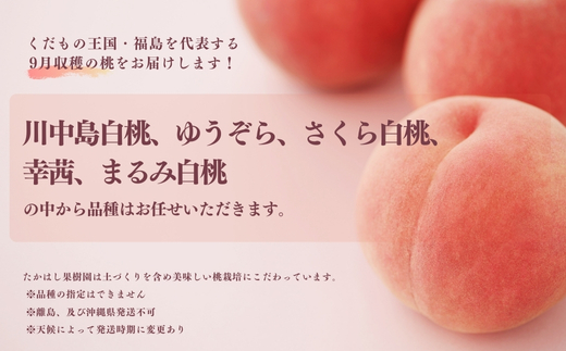 No.1906たかはし果樹園の桃　9月収穫約1.5kg【2026年発送　先行予約】