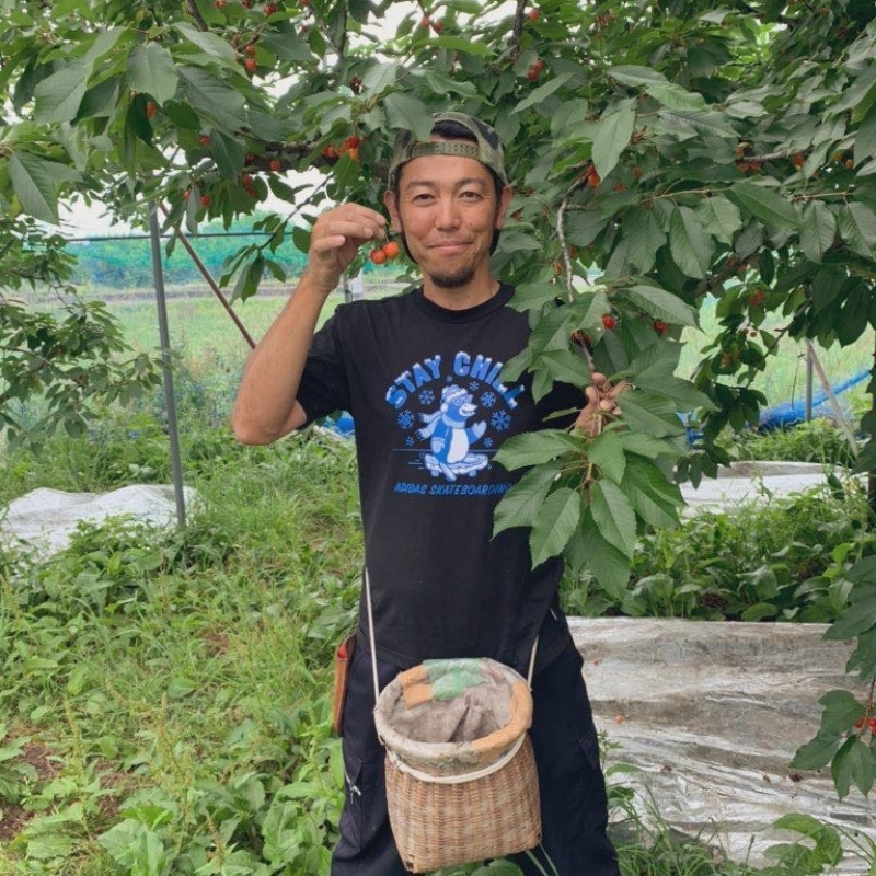 No.0212さくらんぼ「佐藤錦」Mサイズ　約1kg【2026年発送】