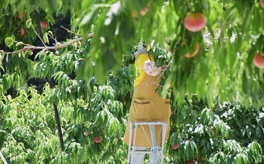 No.2206 もも「あかつき」約3kg【2026年発送 先行予約】