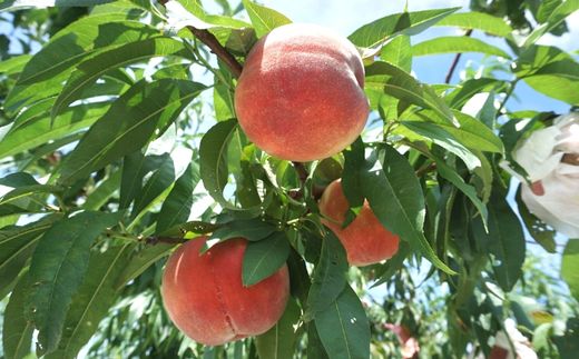 No.2294特選福島・東湯野のもも約3kg【2026年発送 先行予約】