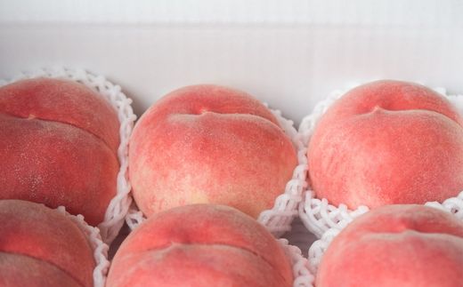 No.2495 伊藤果樹園のフルーツ3種定期便【2026年発送　先行予約】