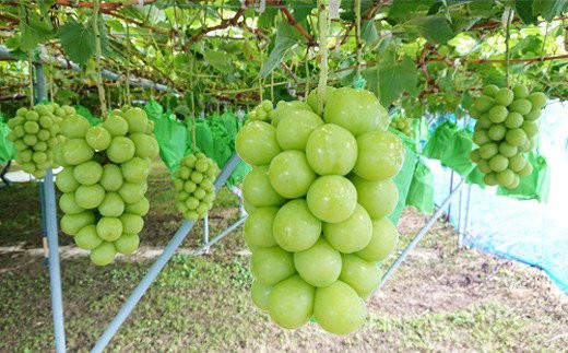 No.2503シャインマスカット（１房）【2026年発送】