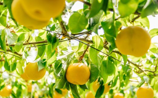 No.2780旬の特選梨 幸水3kg【2026年発送　先行予約】