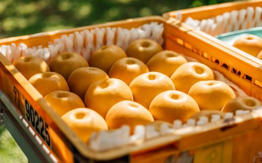 No.2781旬の特選梨 豊水3kg【2026年発送　先行予約】