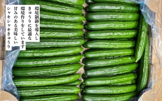 No.2974 JGAP農家の採れたて新鮮きゅうり　約5kg 秀級品