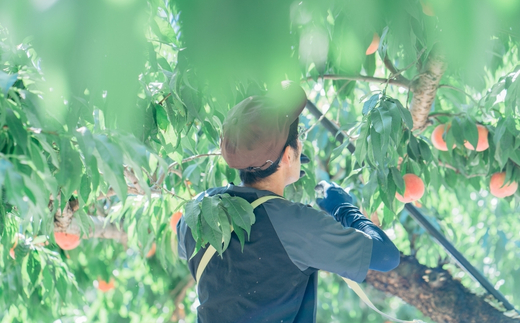 No.2990 福島定番 福島県福島市産もも「あかつき」約3kg(8～11玉)【2026年発送 先行予約】