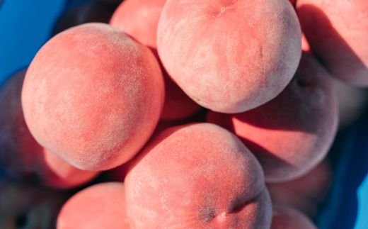 No.2992 福島県福島市産もも「まどか」約3kg(8～11玉)【2026年発送 先行予約】