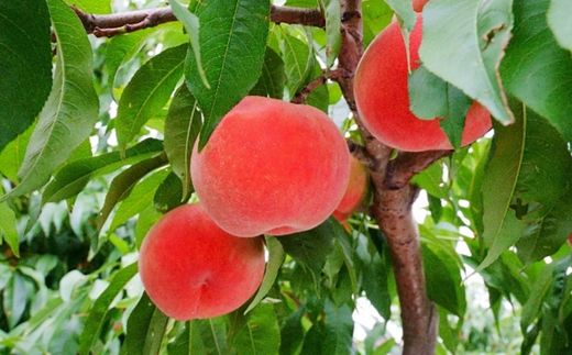 No.3008 桃（あかつき）約1kg【2026年発送】