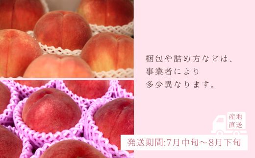 No.3061 道の駅ふくしま 福島市産もも　約3kg（9玉～12玉）【2026年発送】