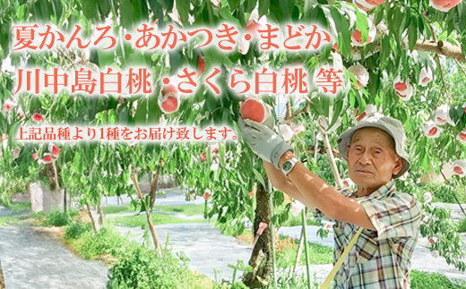 No.3113 福島の桃 約3kg品種・玉数おまかせ【2026年発送】