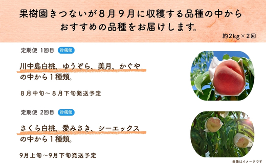 No.3235 果樹園きつない もも 品種お任せ定期便 全2回【2026年8月から9月発送】