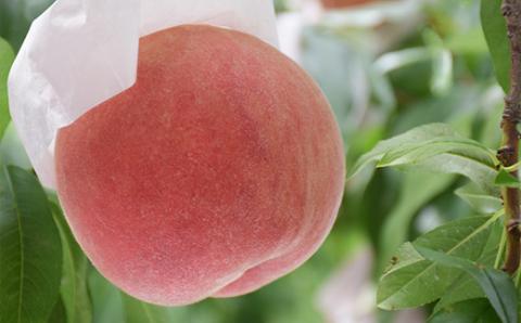 No.2219 【先行予約】もも「川中島白桃」約1.5kg 化粧箱入【2025年発送】