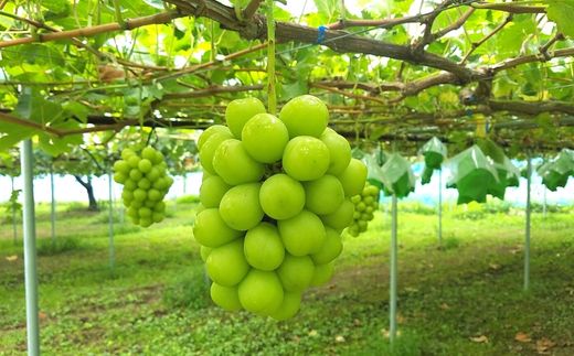 No.2495 伊藤果樹園のフルーツ3種定期便【2026年発送　先行予約】