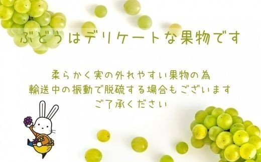 No.2504シャインマスカットとぶどう2種（全3房）【2026年発送】