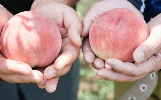 No.2724福島市産　さくら白桃　約2kg【2026年発送】