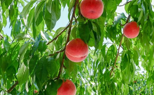 No.2883 ももの定期便　３種類 はつひめ/あかつき/ゆうぞら　各約3kg【2026年発送】