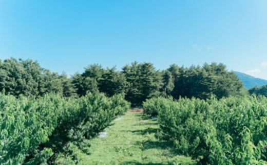No.2989 福島定番 福島県福島市産もも「あかつき」約2kg(5～7玉)【2025年発送】