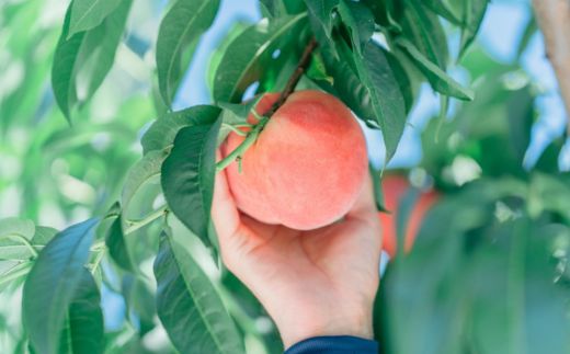 No.2998 福島の美味しい果物定期便【2025年発送】