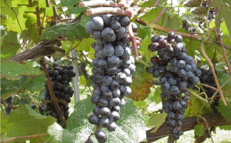 No.3310 ヤマソーヴィニヨン赤ワイン ともがら 2021　720ml