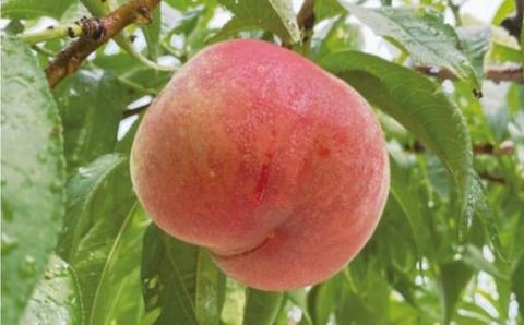 No.2182 福島の桃MOTTAIソルベ３種（２セット）