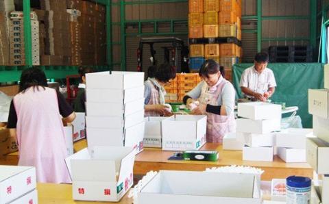 No.1537【全3回】桃プレミアム定期便【2026年発送】