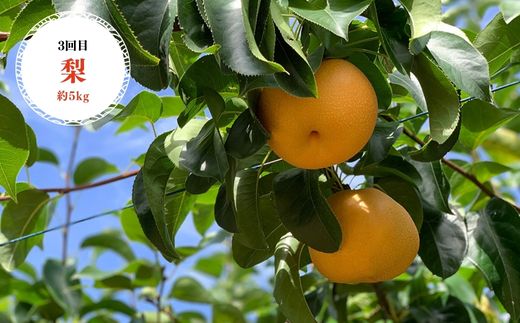 No.2337【全6回】あづま果樹園くだもの定期便【2025年発送】