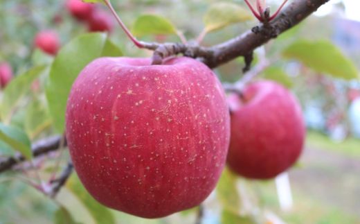 No.2495 伊藤果樹園のフルーツ3種定期便【2026年発送　先行予約】