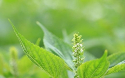 No.3155 えごまづくしプレミアム