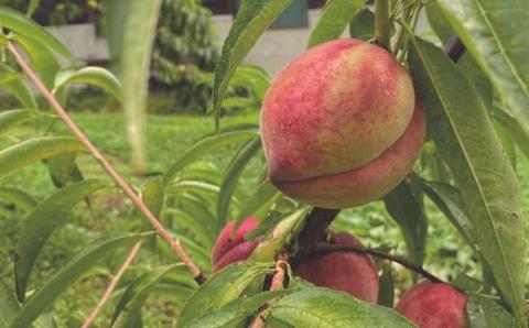 No.2476福島の果物と野菜MOTTAIソルベ・ジェラート６種（２セット）