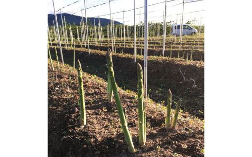 No.2878 【農家直送】鮮度抜群！アスパラガス500g　贈答用【2025年発送】