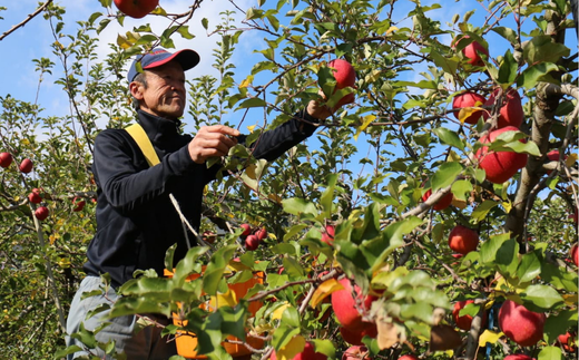No.2857　ふくしまシードル飲み比べセット